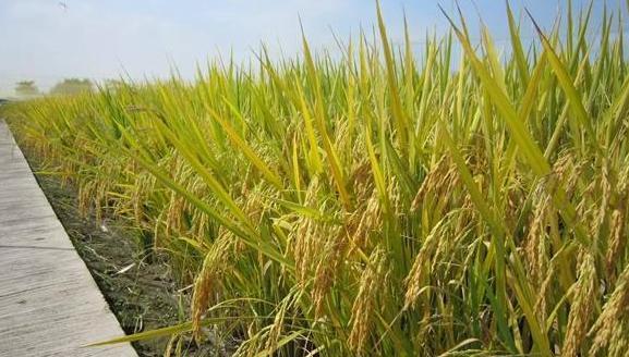 我国科学家破译水稻耐热密码