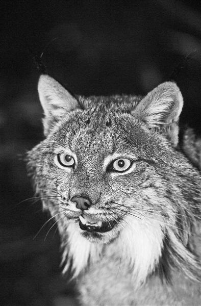 《疯狂动物城2》原来暗藏这些动物的“超能力” 《疯狂动物城2》原来暗藏这些动物的“超能力”