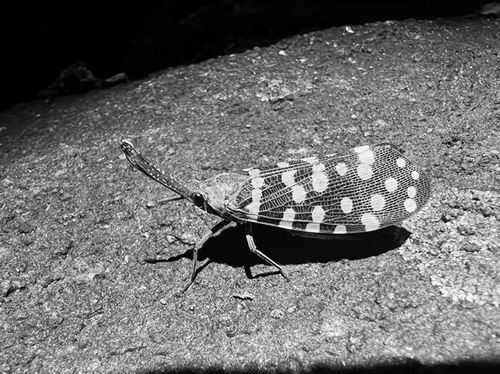 目前新物种发现速度快过以往任何时候