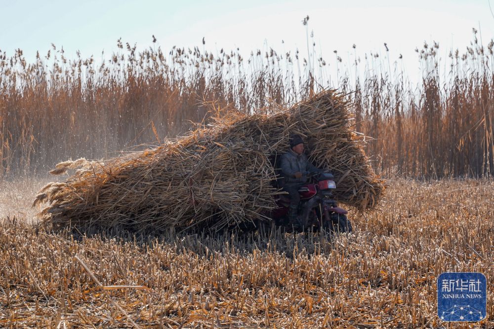 寒冬时节塔克拉玛干治沙正酣 寒冬时节塔克拉玛干治沙正酣