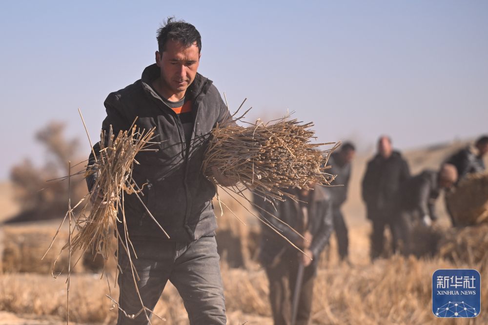 寒冬时节塔克拉玛干治沙正酣 寒冬时节塔克拉玛干治沙正酣