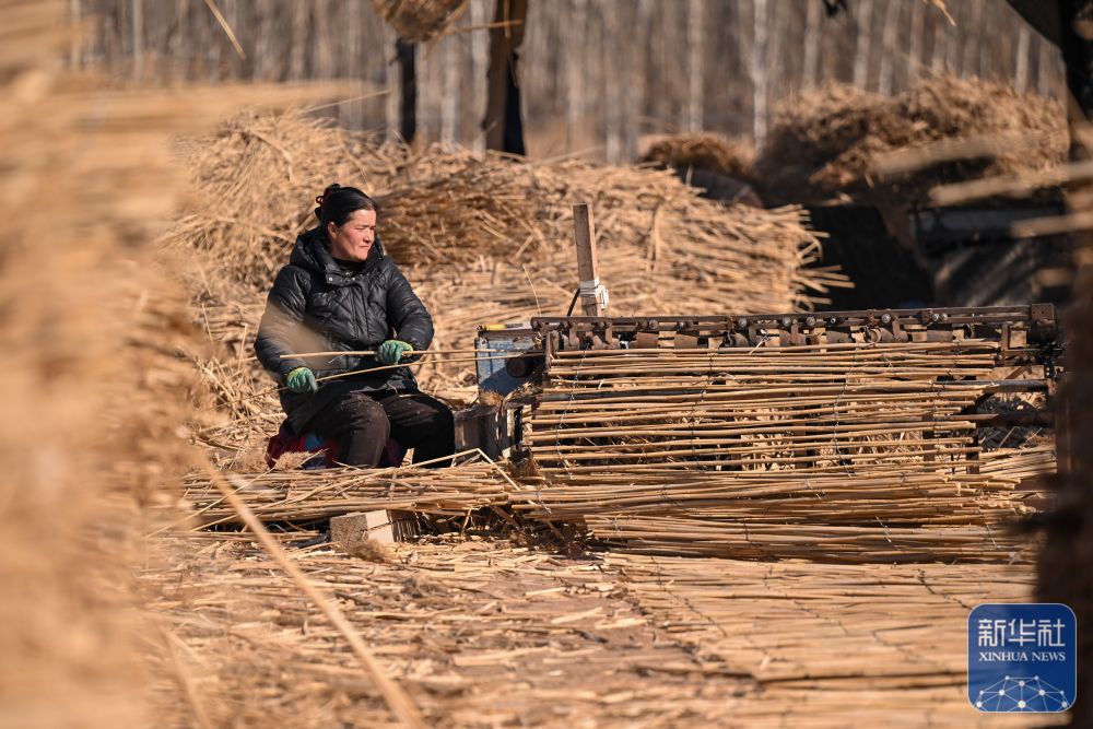 寒冬时节塔克拉玛干治沙正酣 寒冬时节塔克拉玛干治沙正酣