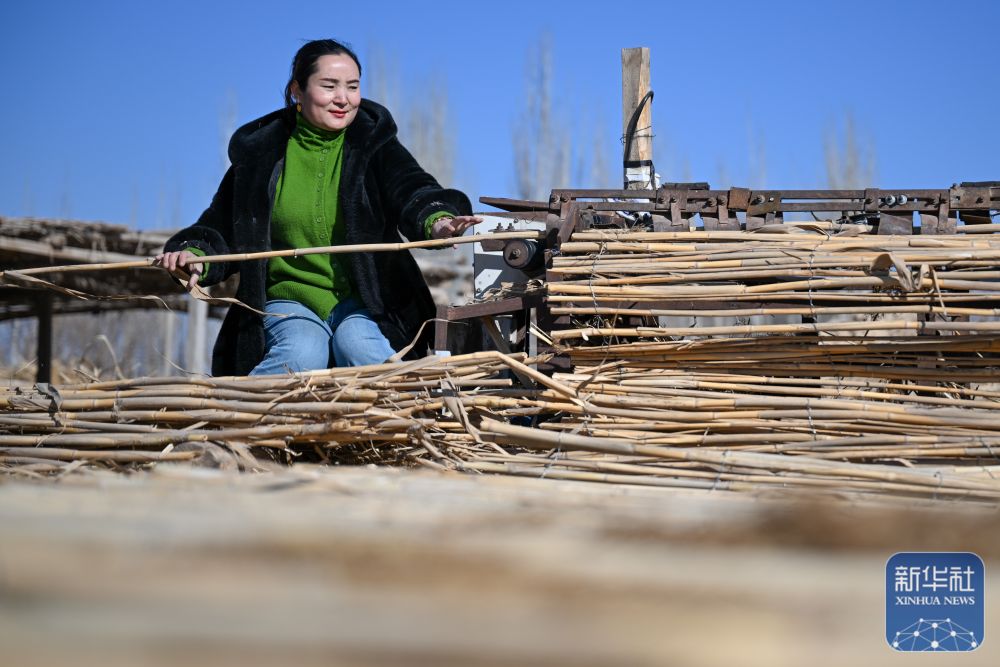 寒冬时节塔克拉玛干治沙正酣 寒冬时节塔克拉玛干治沙正酣