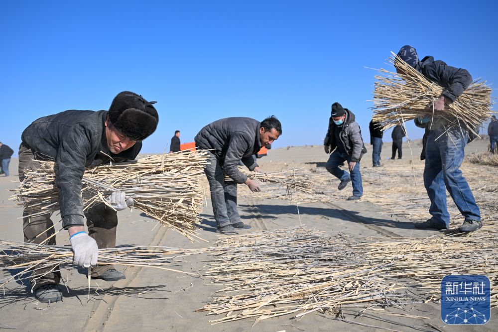 寒冬时节塔克拉玛干治沙正酣 寒冬时节塔克拉玛干治沙正酣