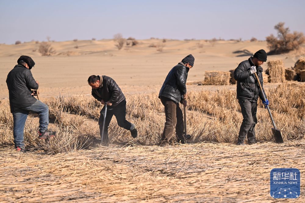 寒冬时节塔克拉玛干治沙正酣 寒冬时节塔克拉玛干治沙正酣