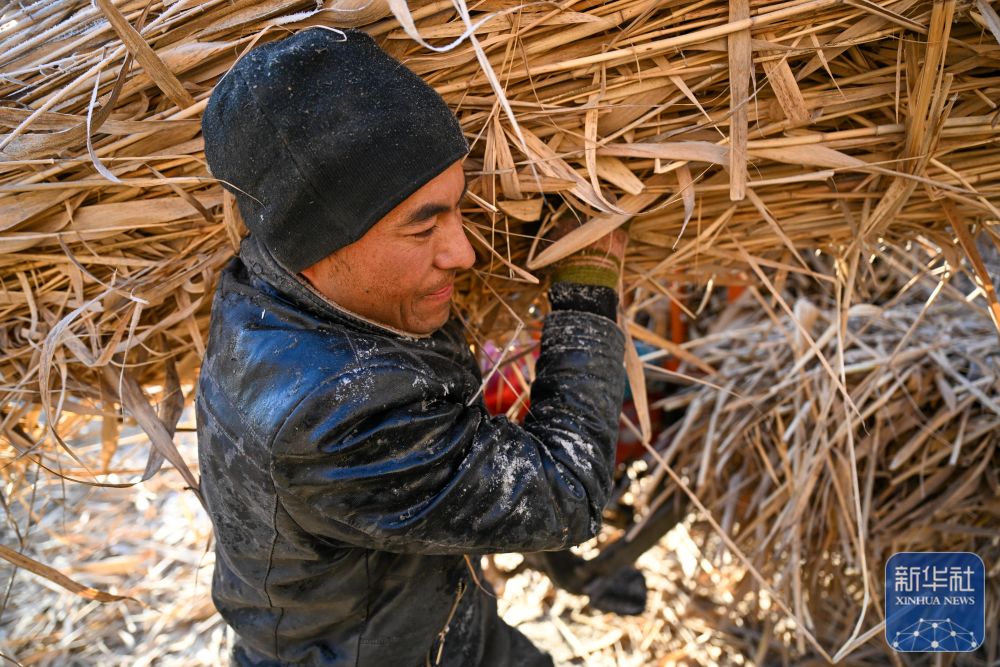 寒冬时节塔克拉玛干治沙正酣 寒冬时节塔克拉玛干治沙正酣