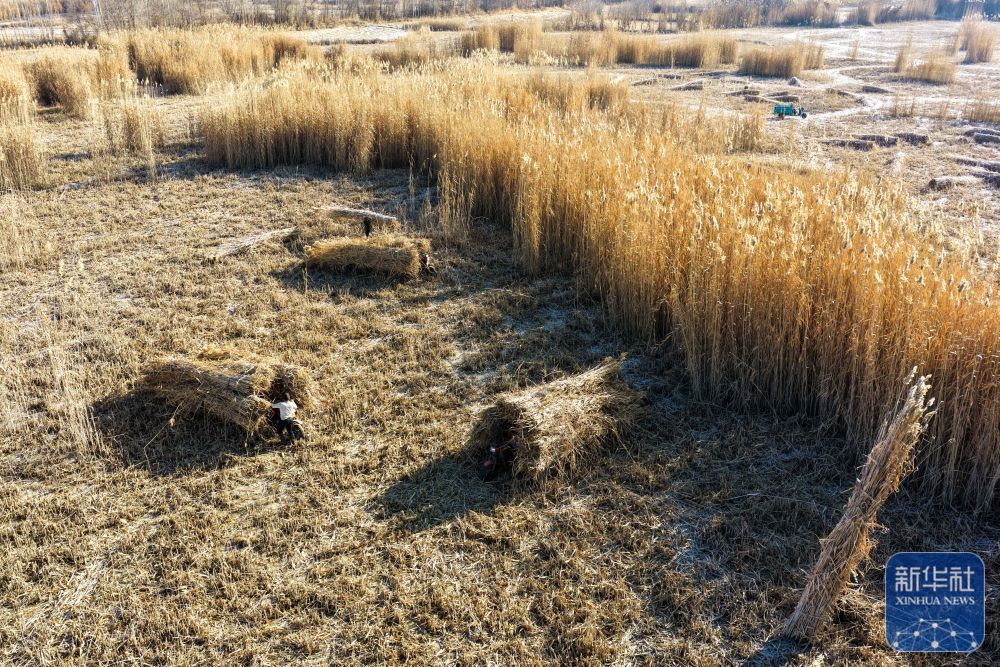 寒冬时节塔克拉玛干治沙正酣 寒冬时节塔克拉玛干治沙正酣
