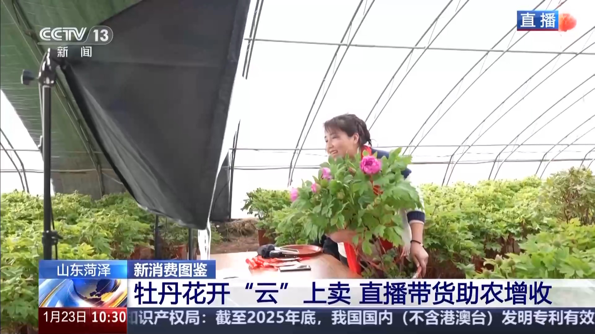 国色“添香” 牡丹花成村民“致富花”