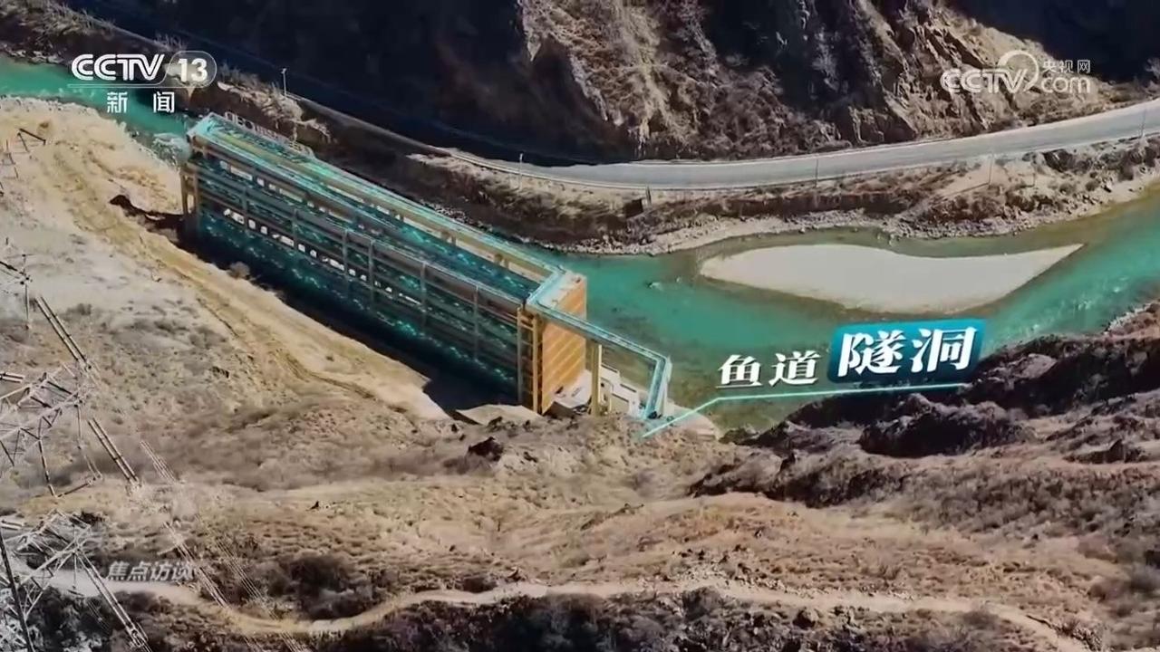 焦点访谈|“刷脸”穿隧洞、坐电梯过大坝……金沙江的鱼儿回家之路为何能畅快通行?