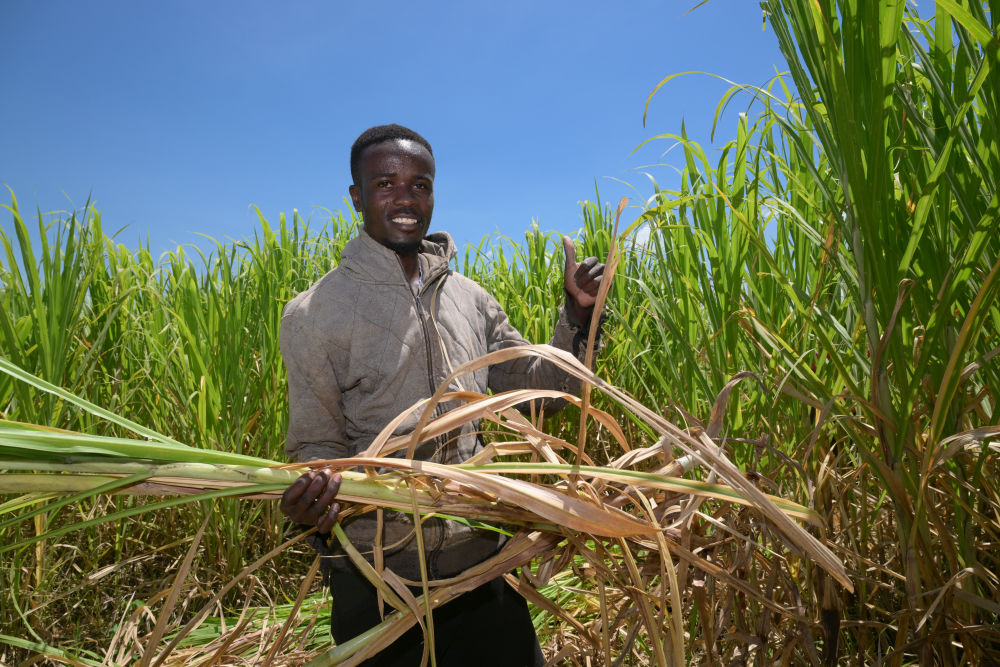 特稿|同心七十载 聚力新未来——中非携手共逐发展振兴梦 特稿|同心七十载 聚力新未来——中非携手共逐发展振兴梦