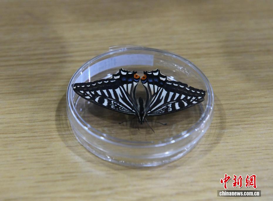 “太空蝴蝶”破蛹飞翔