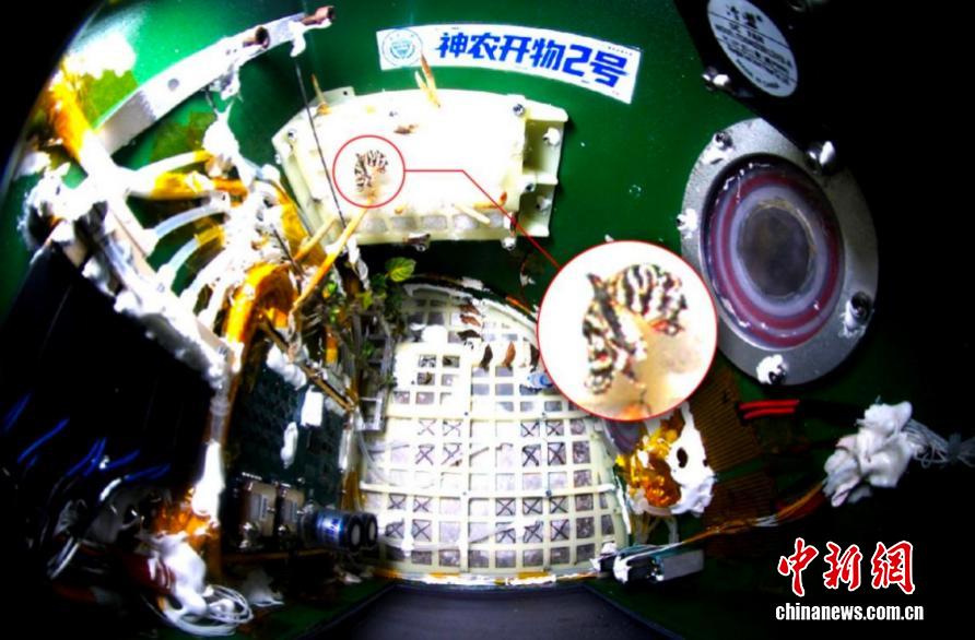 “太空蝴蝶”破蛹飞翔