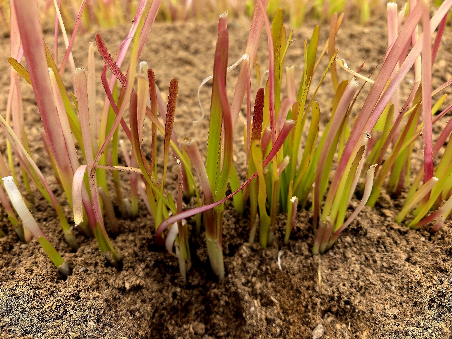 新春走基层·驻村调研看产业丨北京非遗五色韭又回来啦！