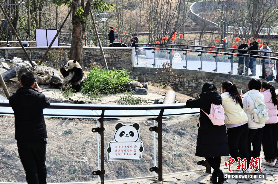 （新春见闻）绵阳中华大熊猫苑新春气氛渐浓