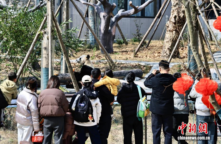 （新春见闻）绵阳中华大熊猫苑新春气氛渐浓