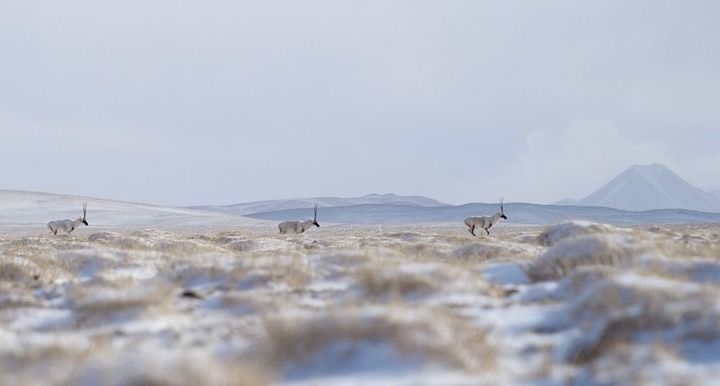 此心长留唐古拉｜新春走基层