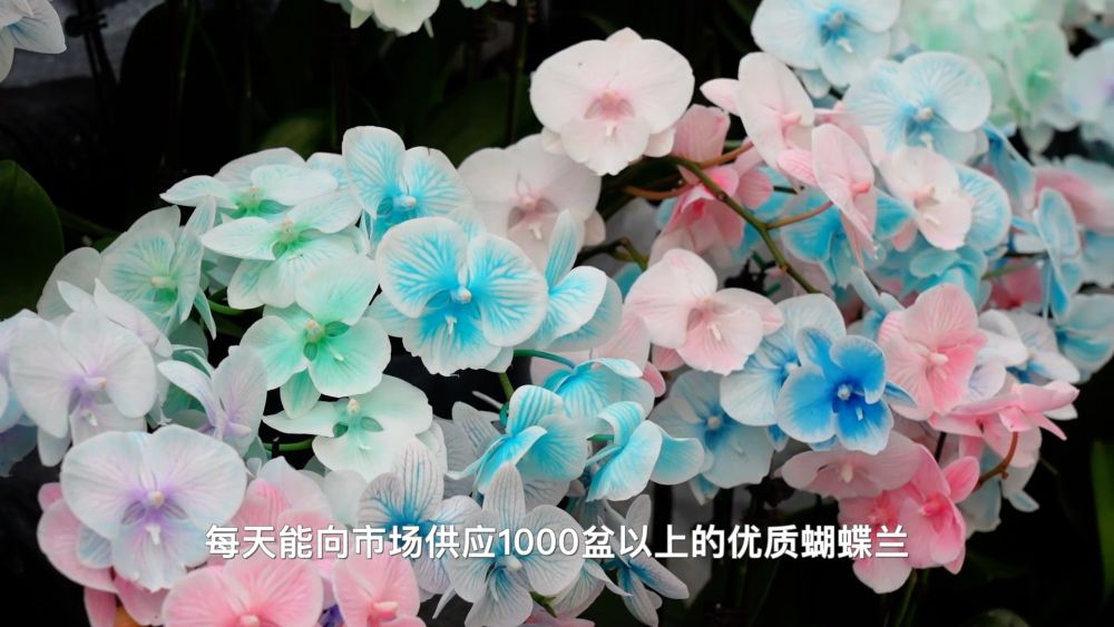 新华视点｜四海同春 年味万千 —— 各地新春图景扫描