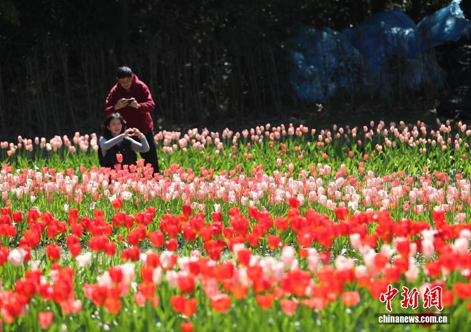 云南永仁方山百花争艳游人如织