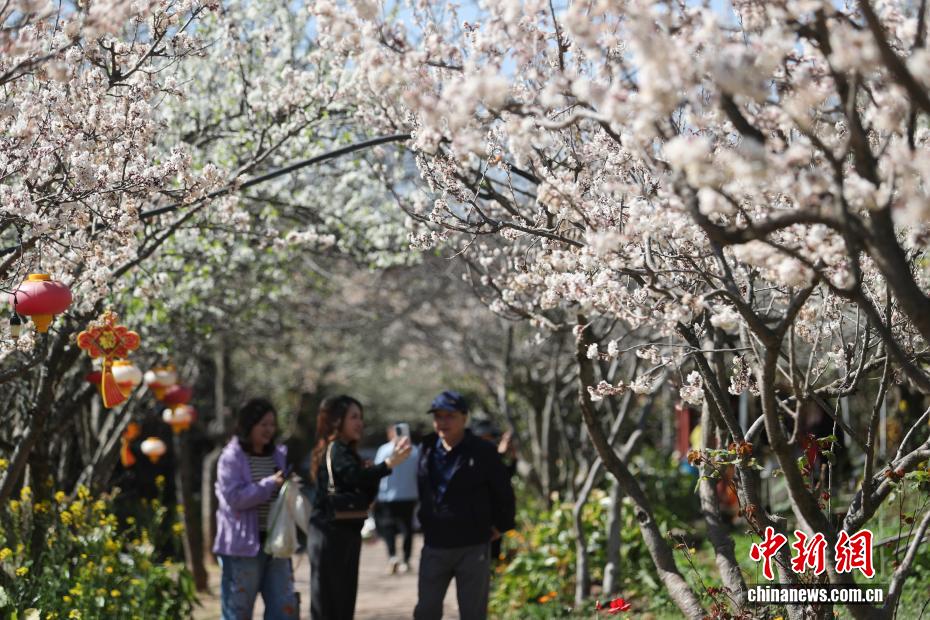 云南永仁方山百花争艳游人如织