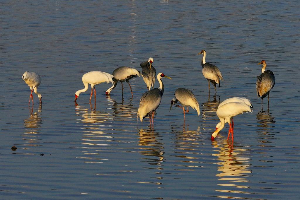 在中国最大淡水湖守护候鸟“春运”