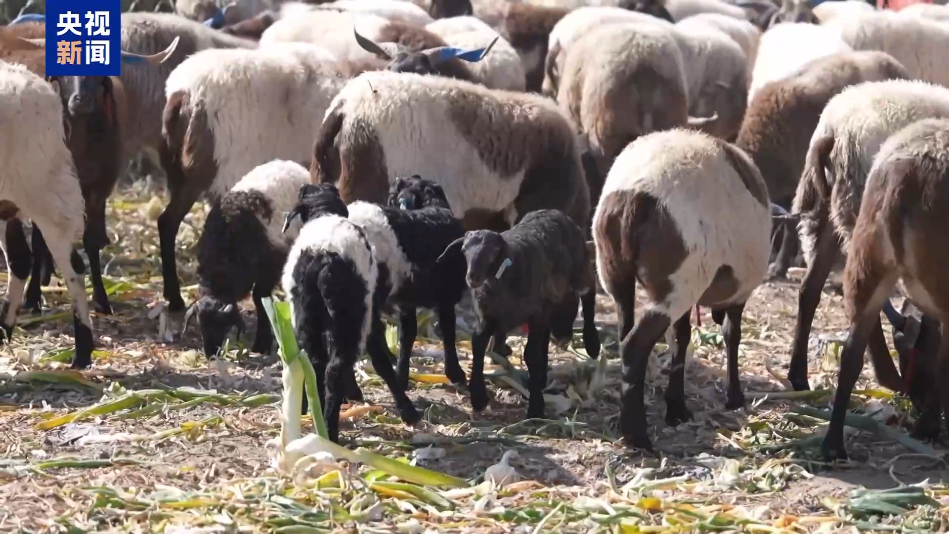 新春走基层丨下山借牧还交上了朋友 这趟“冬牧”值了 新春走基层丨下山借牧还交上了朋友 这趟“冬牧”值了