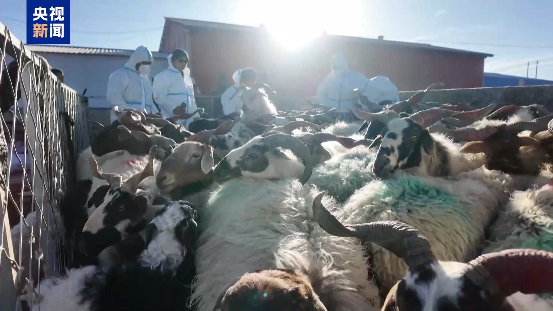 新春走基层丨下山借牧还交上了朋友 这趟“冬牧”值了