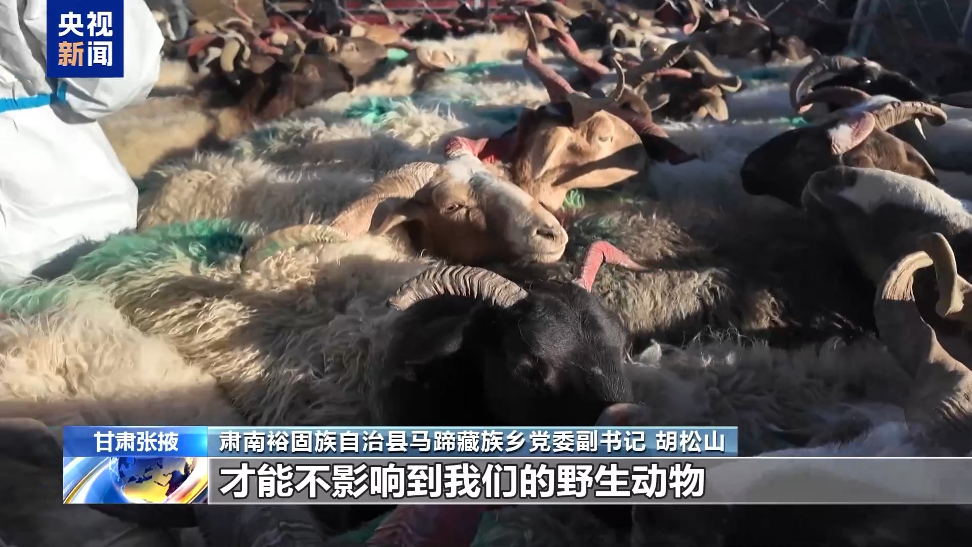 新春走基层丨下山借牧还交上了朋友 这趟“冬牧”值了 新春走基层丨下山借牧还交上了朋友 这趟“冬牧”值了