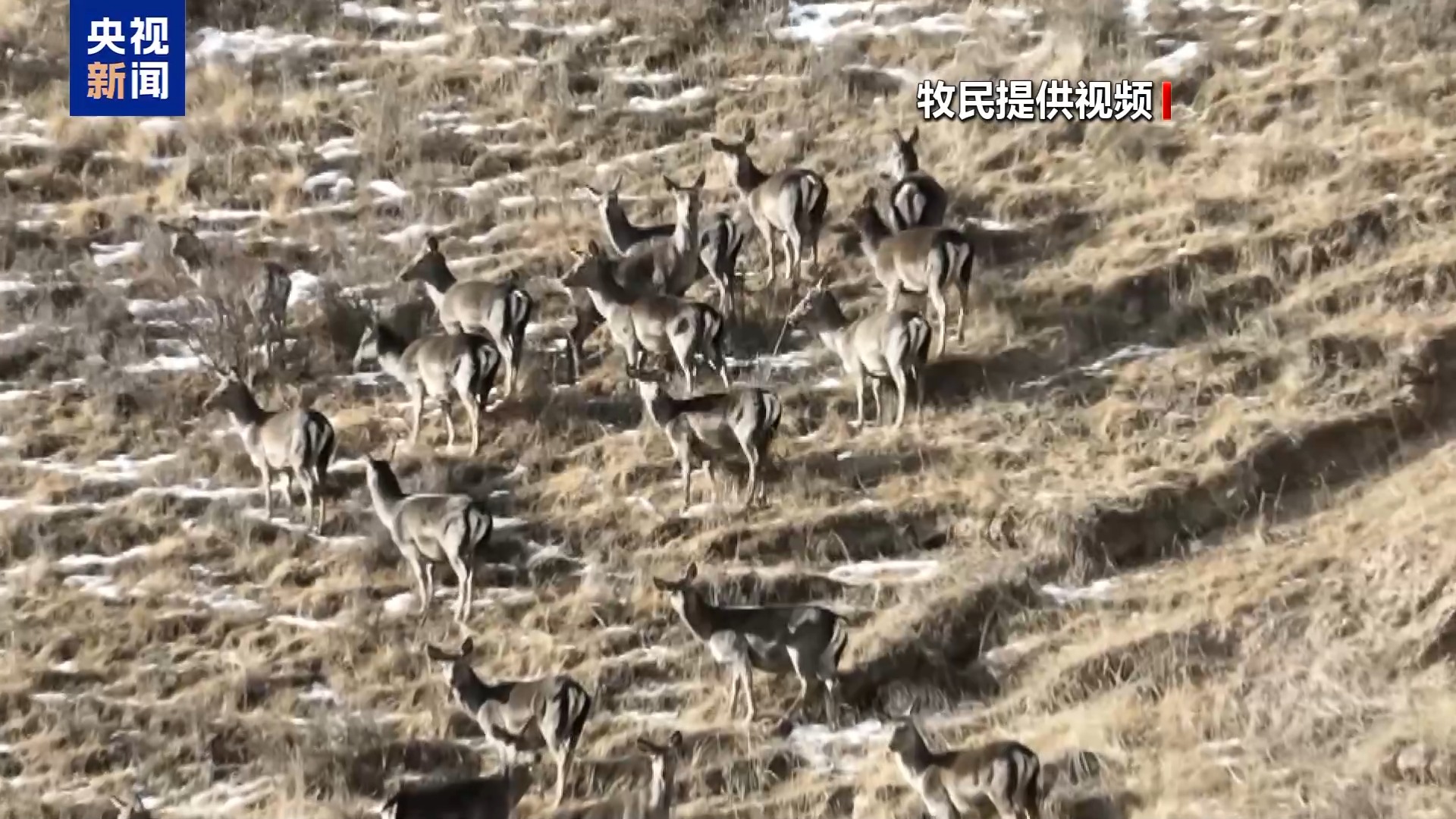 新春走基层丨下山借牧还交上了朋友 这趟“冬牧”值了