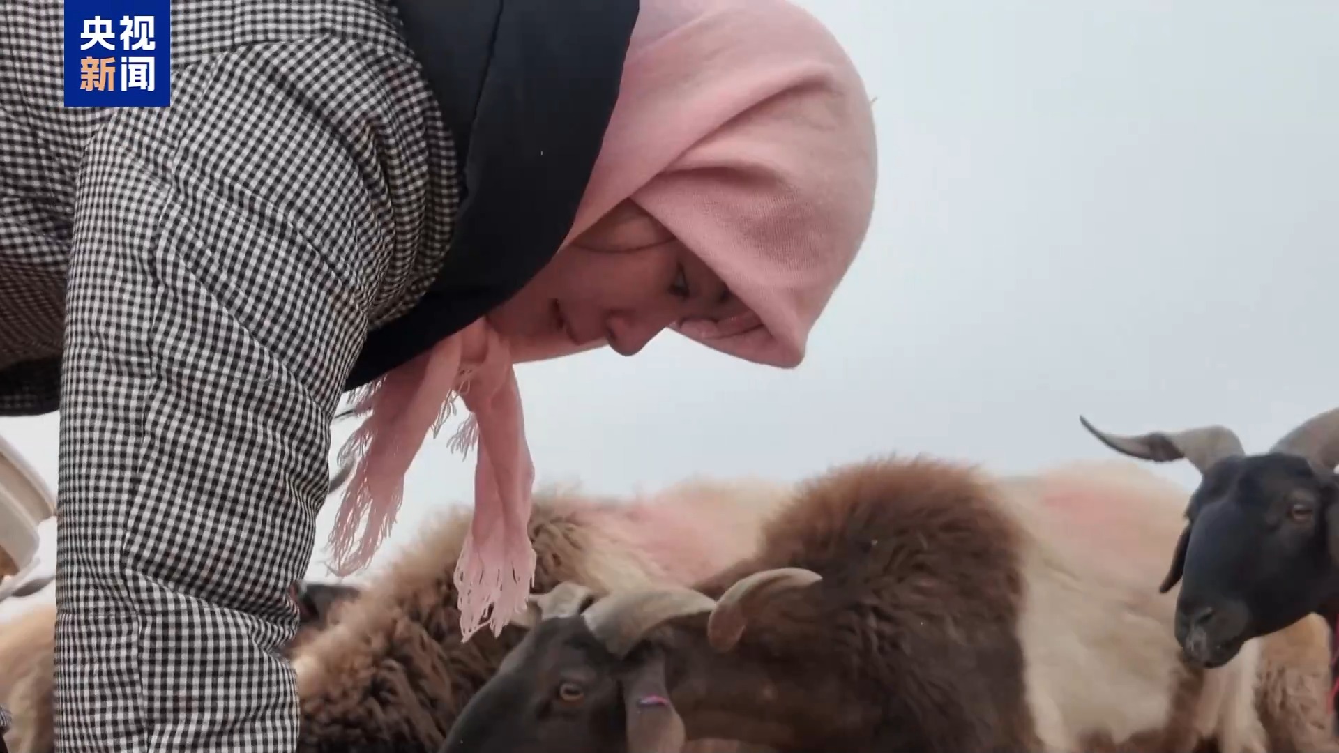 新春走基层丨下山借牧还交上了朋友 这趟“冬牧”值了 新春走基层丨下山借牧还交上了朋友 这趟“冬牧”值了