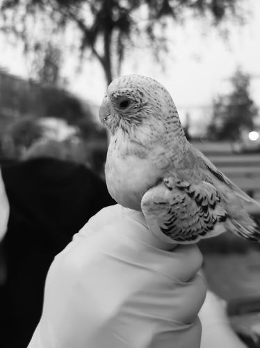 宠物鹦鹉可能让主人“发烧”