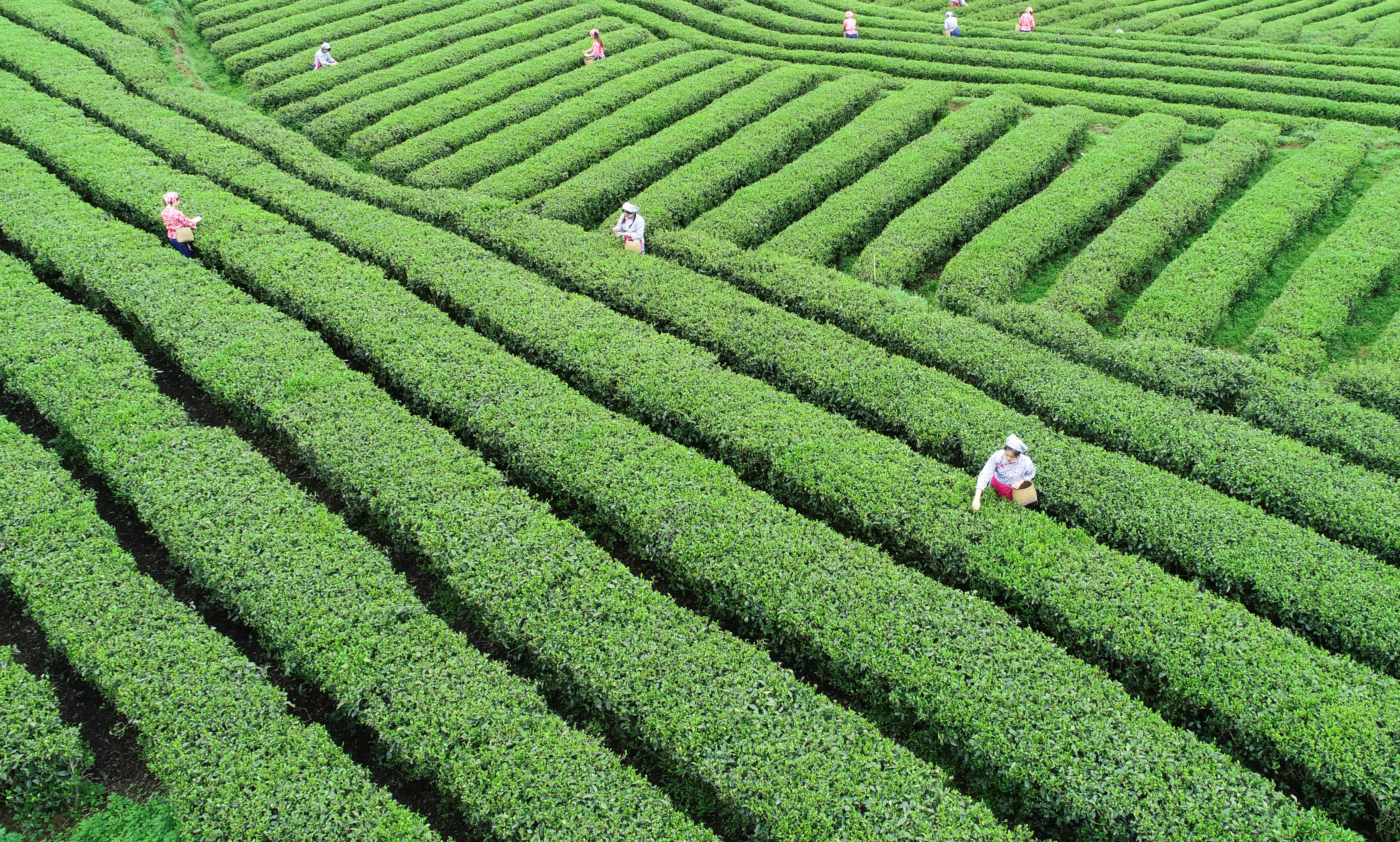 县县有特色,小城经济各亮绝招