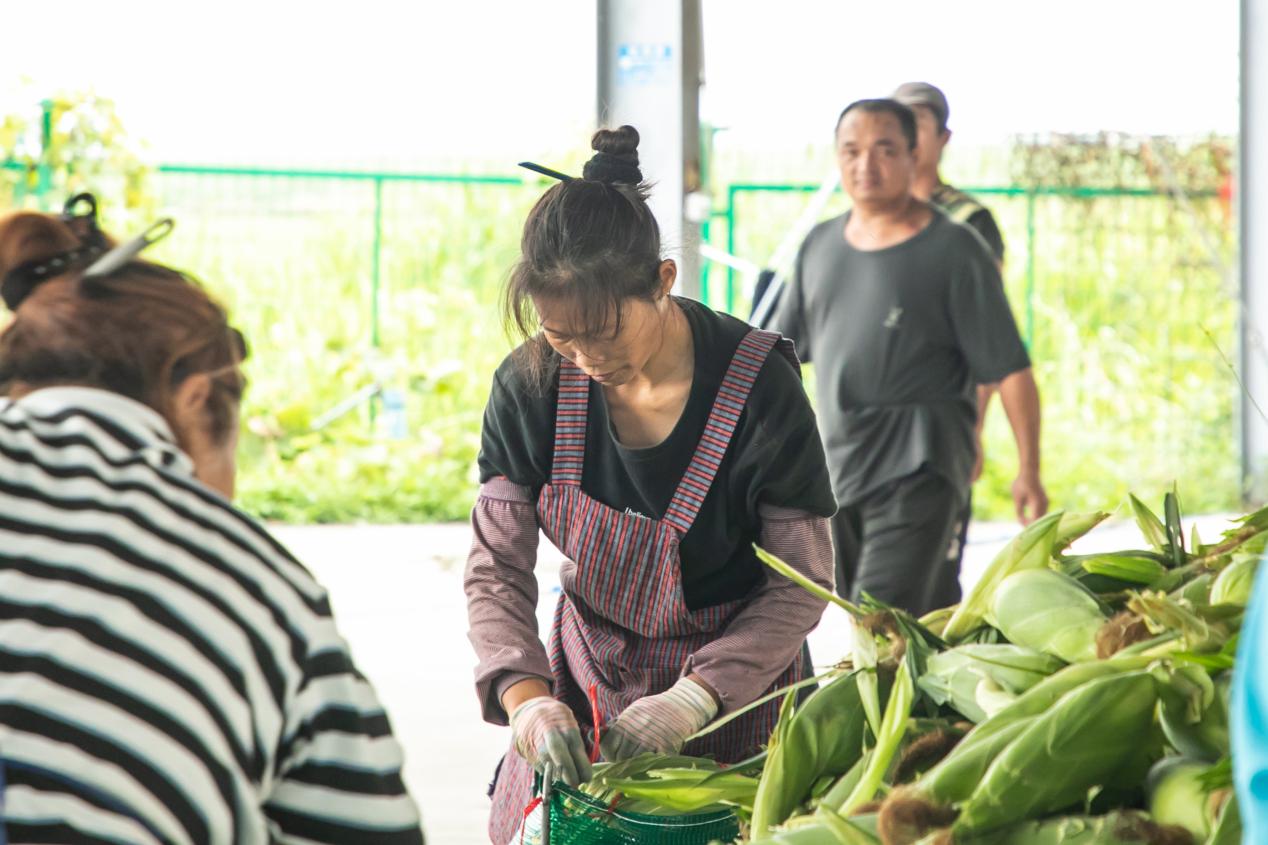 钱大妈直采海南东方玉米 新鲜直达大湾区消费者餐桌 钱大妈直采海南东方玉米 新鲜直达大湾区消费者餐桌