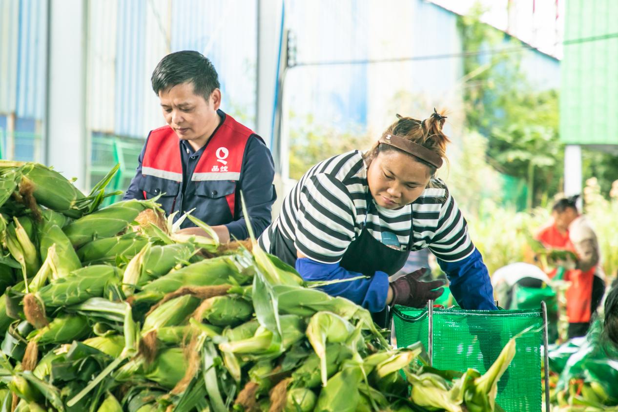 钱大妈直采海南东方玉米 新鲜直达大湾区消费者餐桌 钱大妈直采海南东方玉米 新鲜直达大湾区消费者餐桌