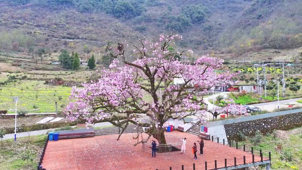 新华视点|春日盛景赋能“花经济” 文旅融合焕发新活力 新华视点|春日盛景赋能“花经济” 文旅融合焕发新活力