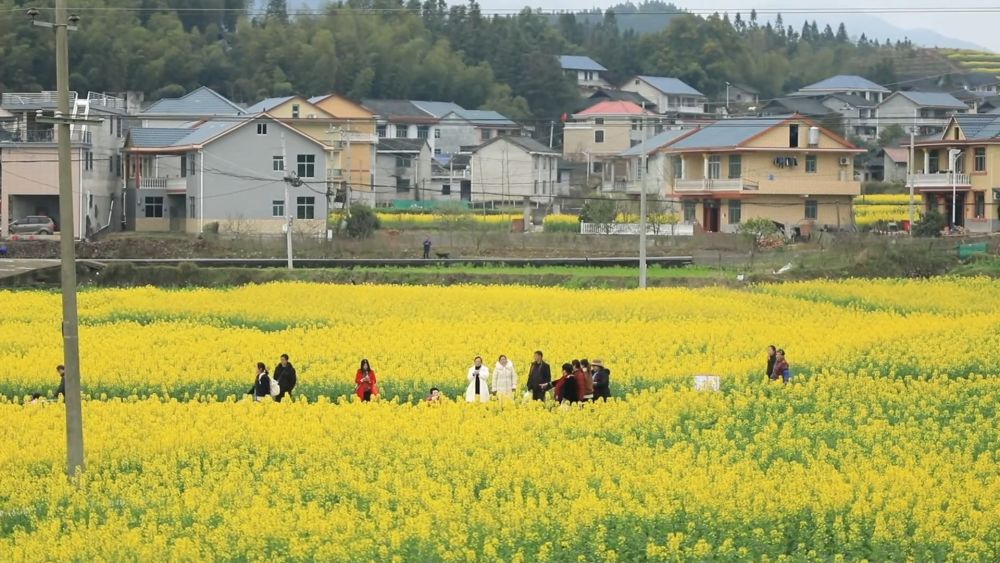新华视点｜春日盛景赋能“花经济” 文旅融合焕发新活力