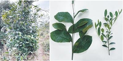 珍稀濒危防城茶研究取得新进展