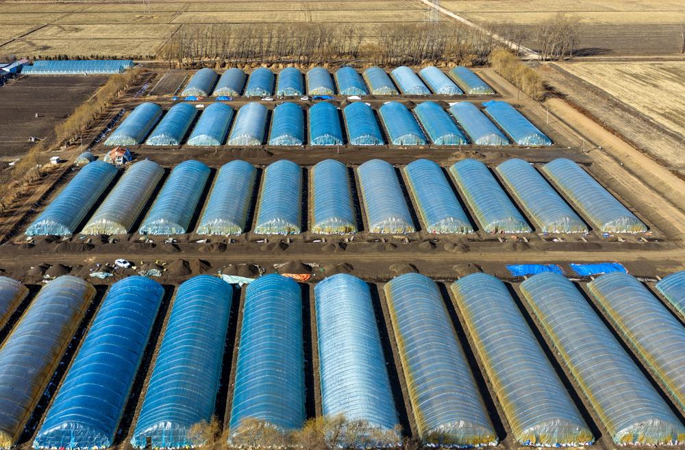 沃野染新绿 春耕绘丰景——从春耕一线看“十五五”开局农业生产新气象