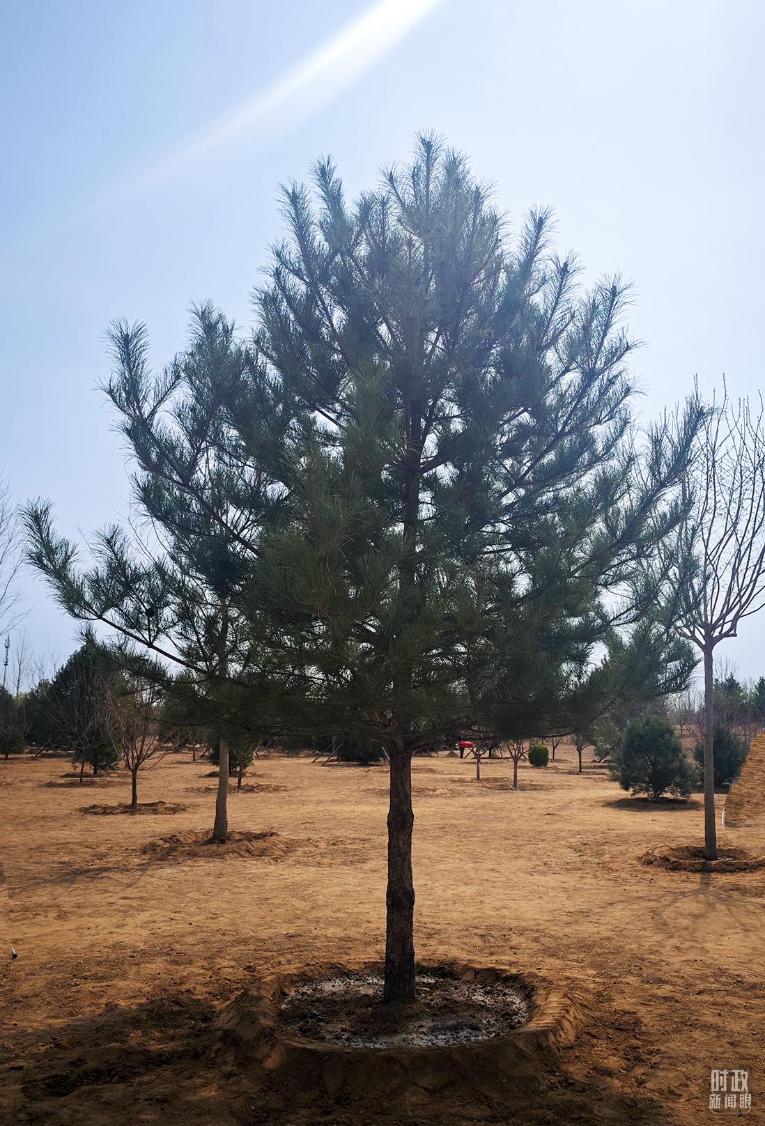 时政新闻眼丨在首都义务植树活动现场,习近平强调这件利国利民的大事