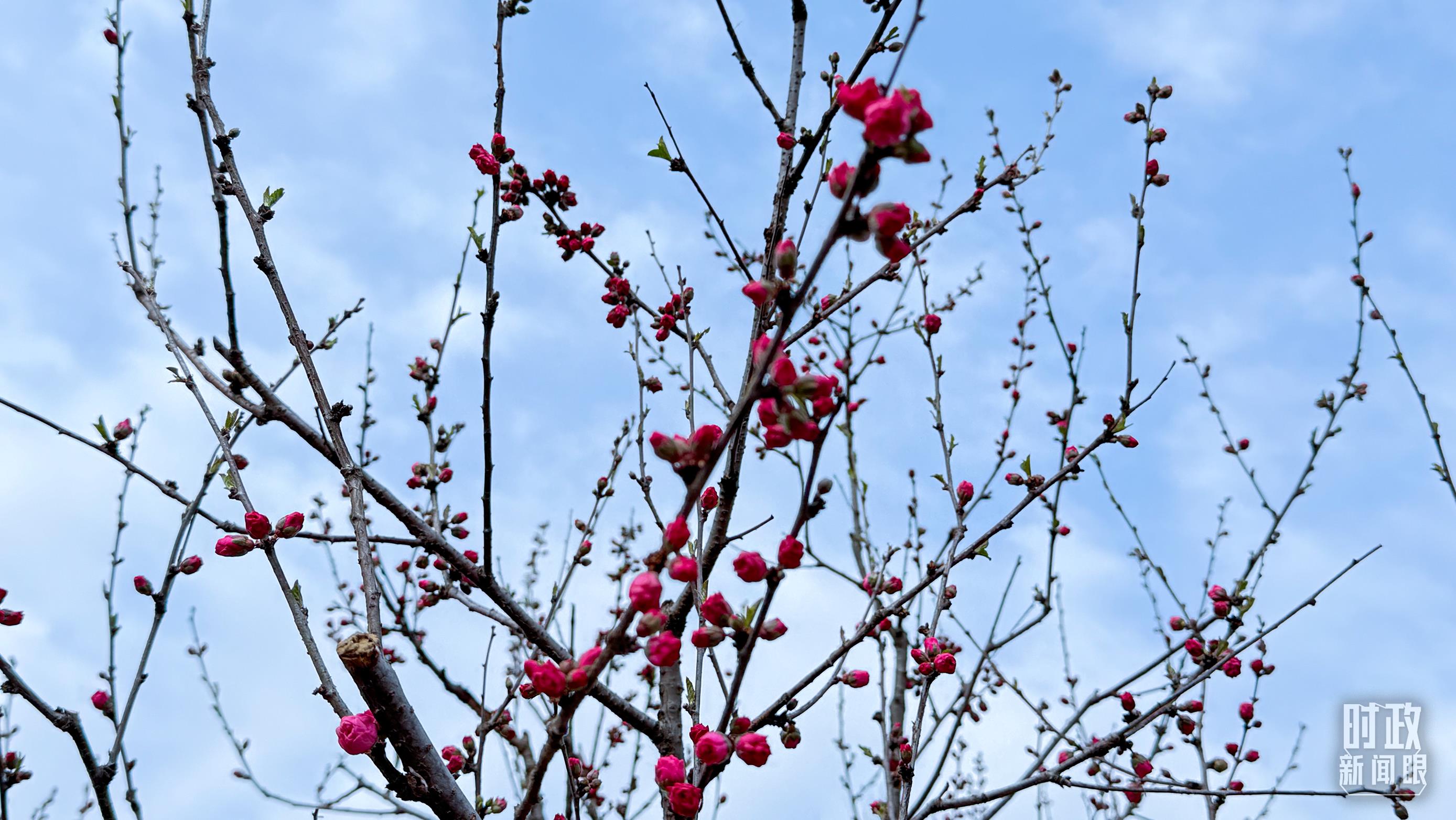 时政新闻眼丨在首都义务植树活动现场,习近平强调这件利国利民的大事