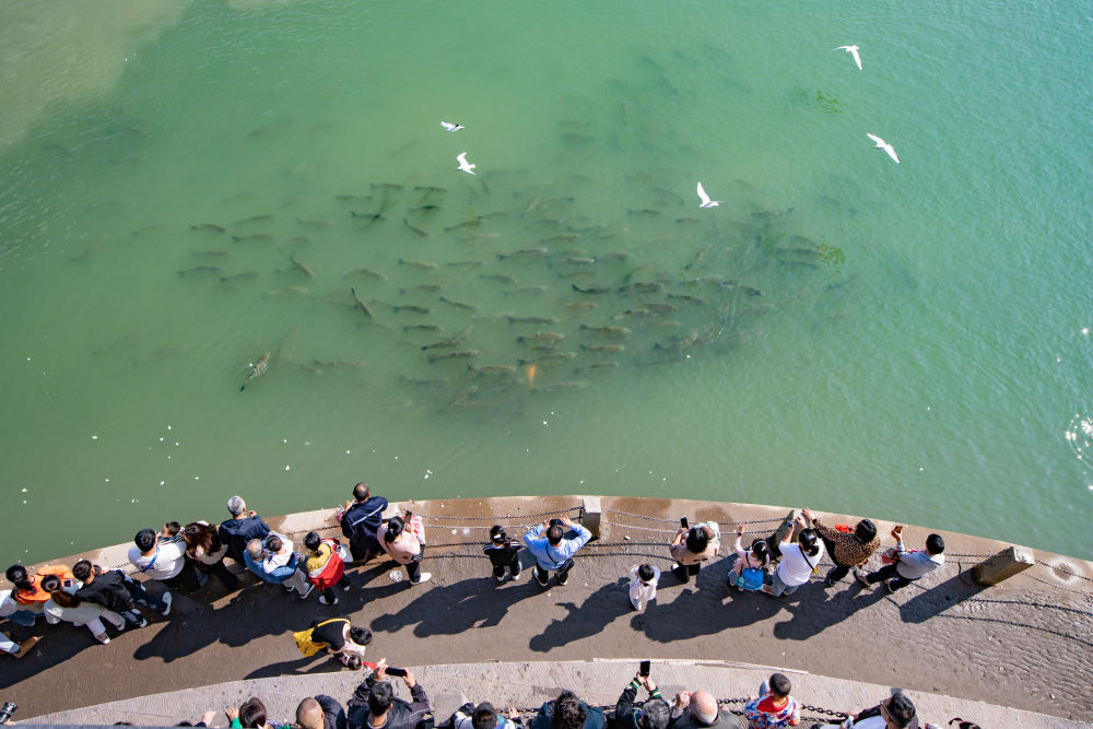 解码文化自信的城市样本｜宜宾：三江汇流启新程