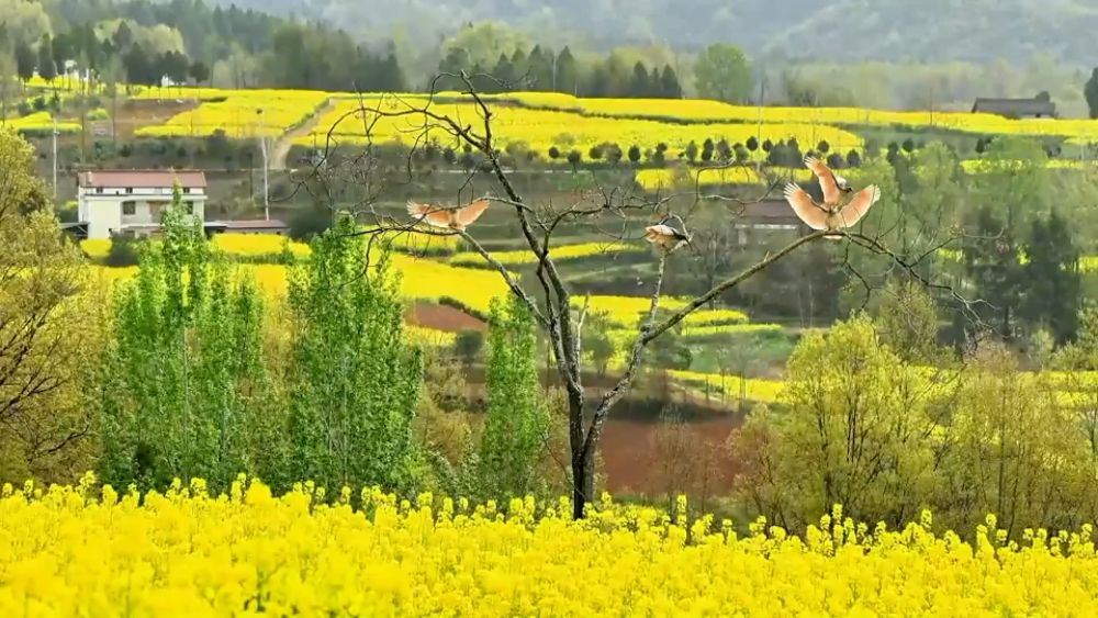 新华视点｜繁花绘春景 多元促消费——解码春日经济新图景