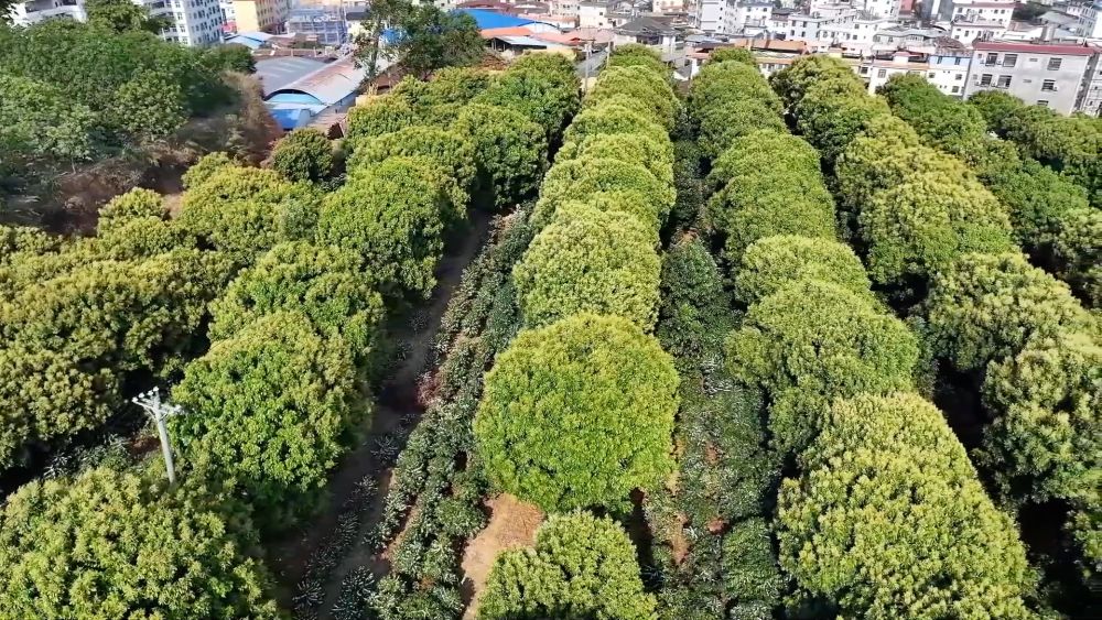新华视点|繁花绘春景 多元促消费——解码春日经济新图景 新华视点|繁花绘春景 多元促消费——解码春日经济新图景