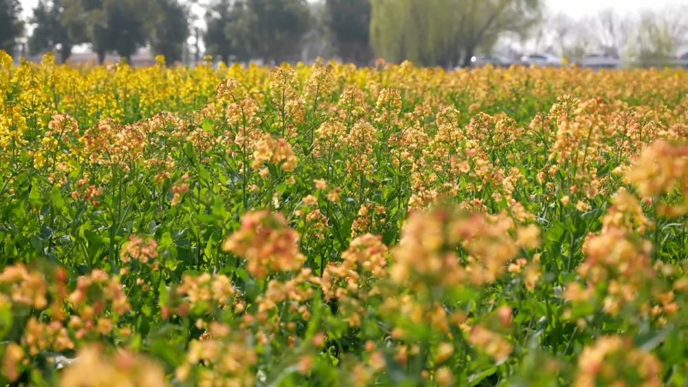 新华视点｜繁花绘春景 多元促消费——解码春日经济新图景