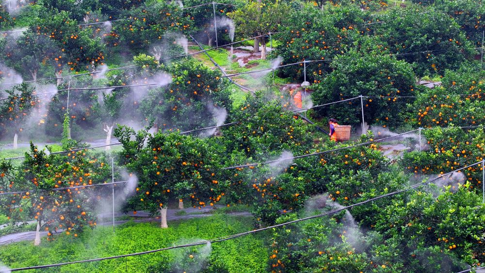 春日经济新图景｜生动！这一幅幅“科技春耕”图