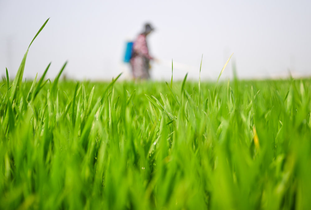 春播春管进行时——各地农业高质量发展一线观察