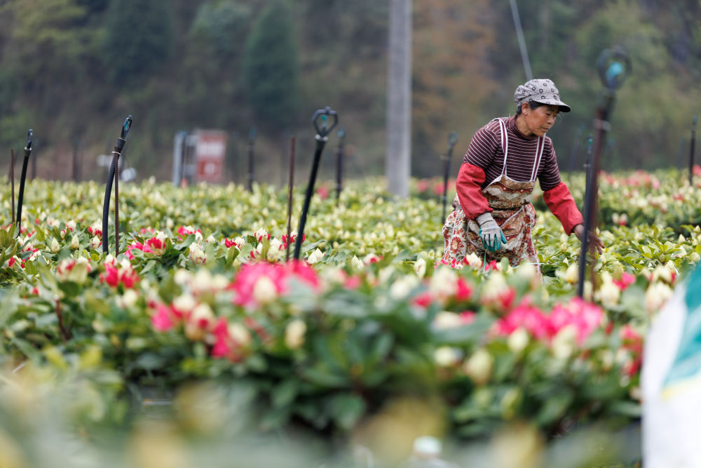 首席记者谈首季经济｜高原观“海”探寻生态经济密码