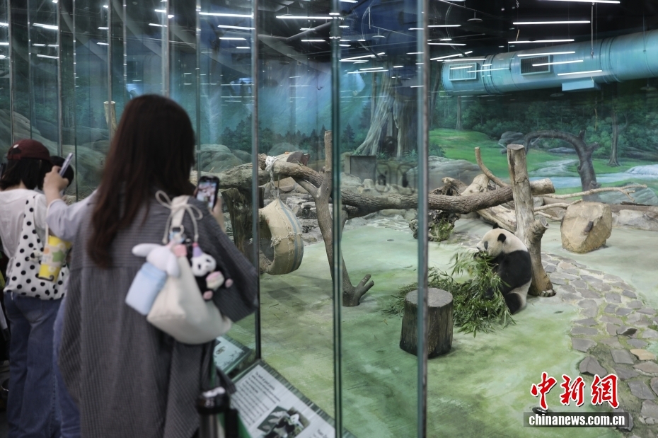 台北市立动物园大熊猫吸引民众到访观看