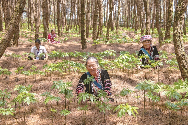 西南边陲，一群院士带来的蝶变……
