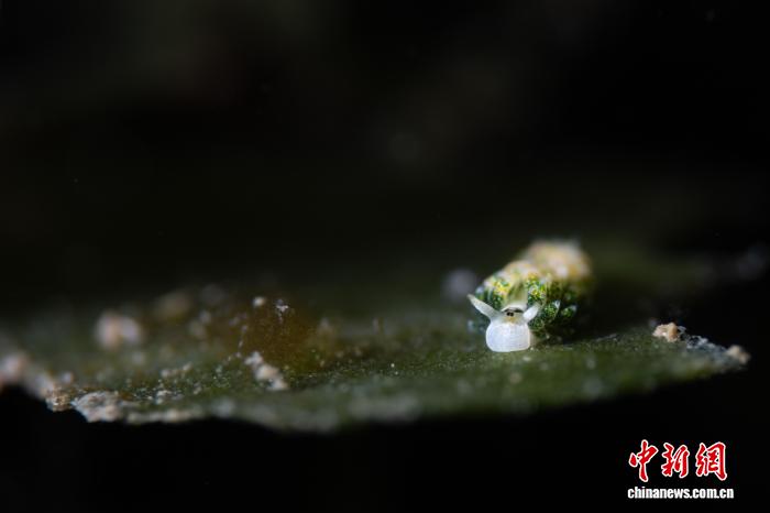 三亚蜈支洲岛海域发现罕见叶羊海蛞蝓