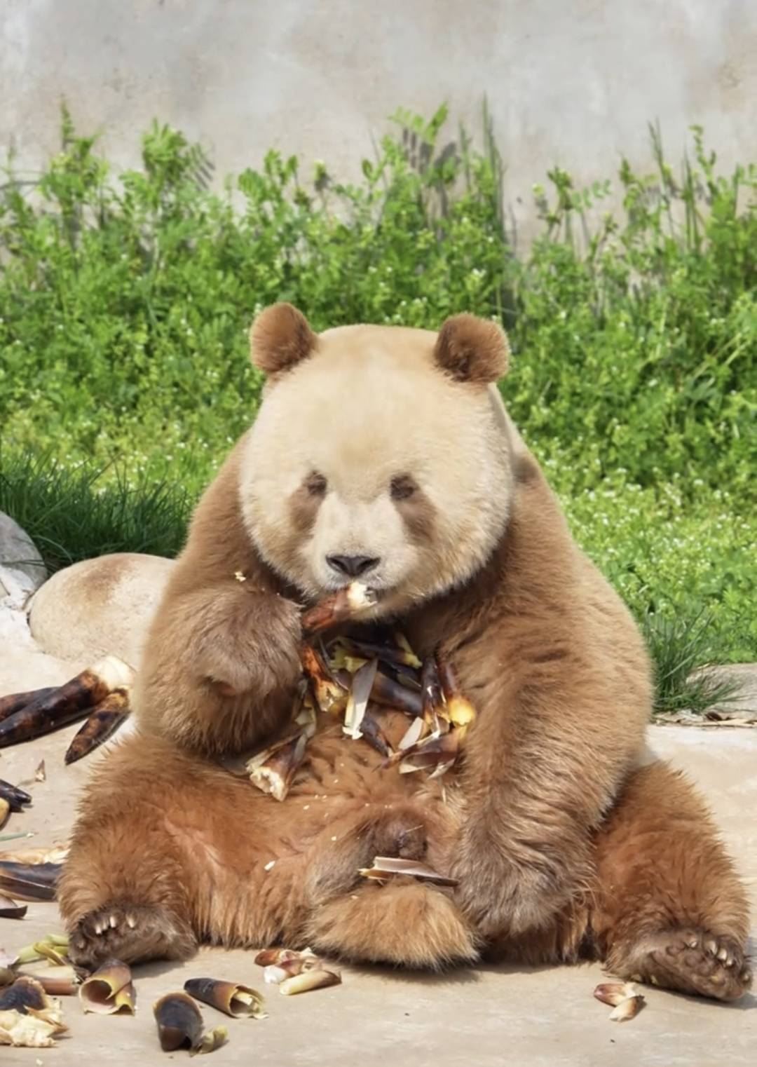 第一只棕色熊猫是如何发现的?它们为何常出现在秦岭?|万万没想到·美丽中国行 第一只棕色熊猫是如何发现的?它们为何常出现在秦岭?|万万没想到·美丽中国行